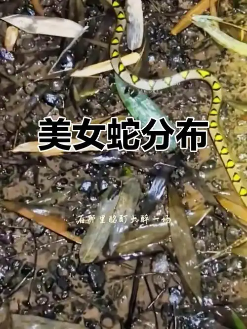 为什么属蛇的女性普遍被认为忒别美丽，这种说法有什么科学依据吗？
