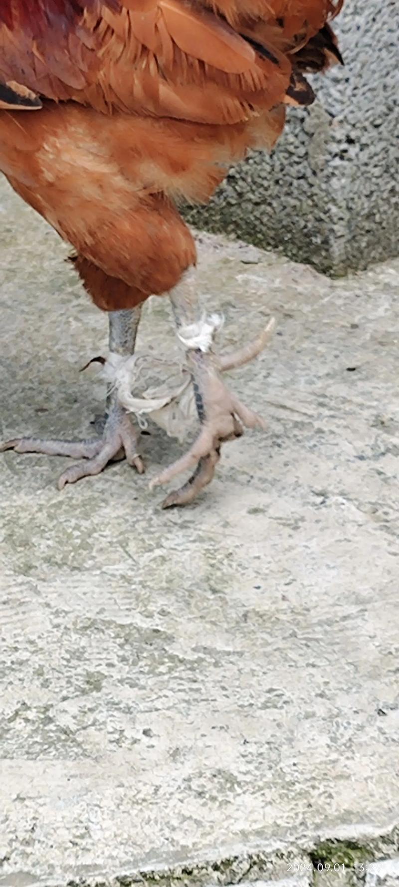 梦见老公肩膀长出两只鸡，这是不是预示着什么好兆头？