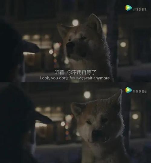 流浪狗为何总是紧随我身后不肯离去呢？