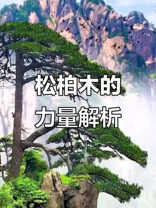 庚寅松柏木适合哪些生肖，能否带来好运？