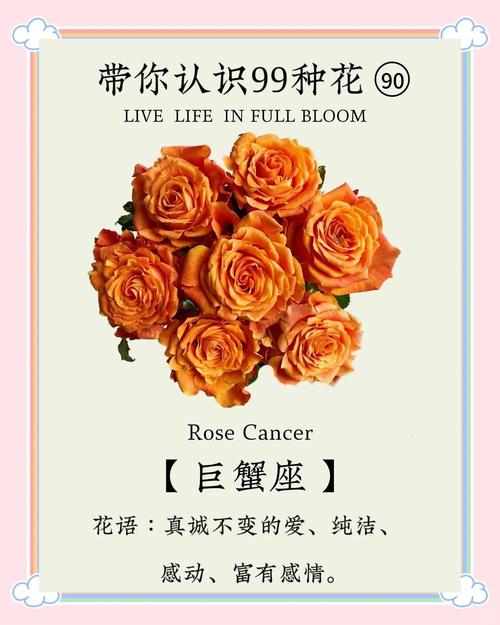 巨蟹座专属的守护花究竟是什么呢？