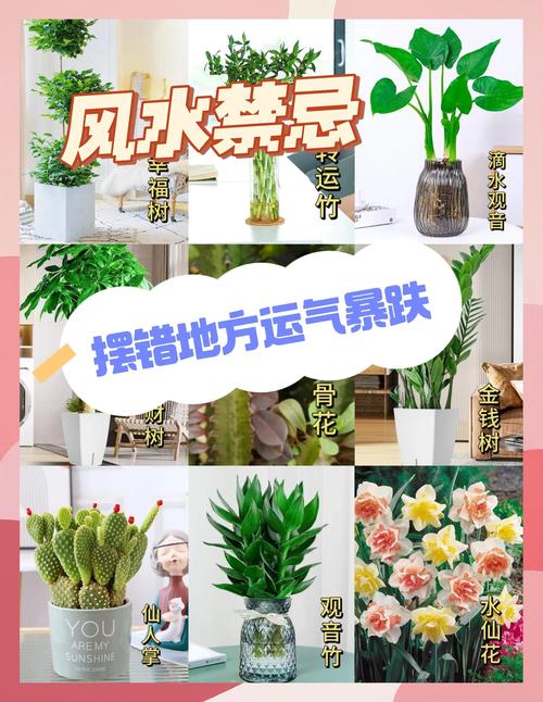家居摆放绿植有哪些风水讲究和注意事项？