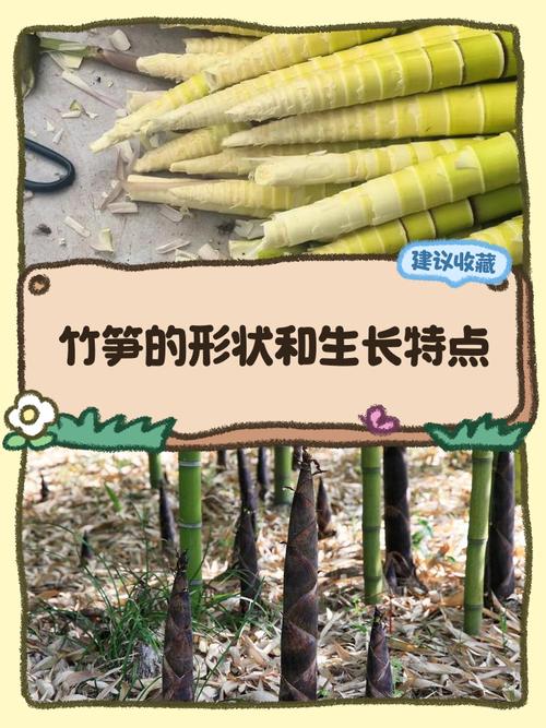 梦见竹笋长得很高大预示着什么吉凶？