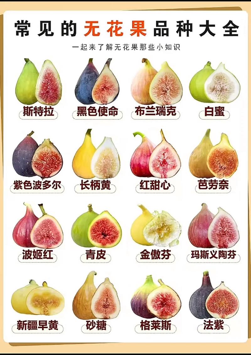 无花果还有哪些唯美别称？