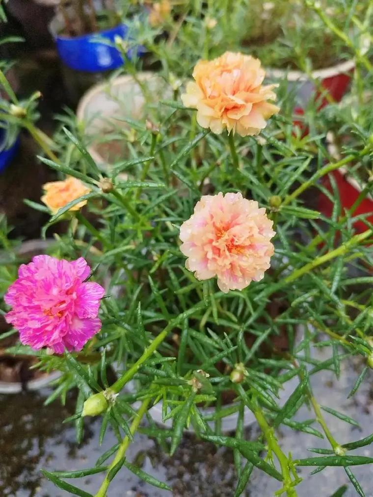 太阳花如此美丽，难道不是自然界中最值得赞美的花朵之一吗？
