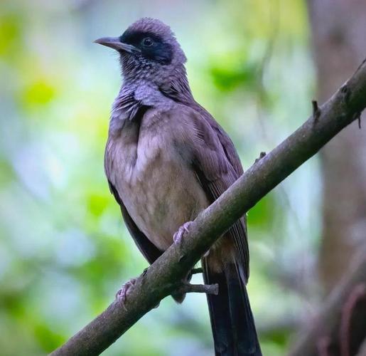 北京哪些小区被认为风水不佳且鸟类数量较多？