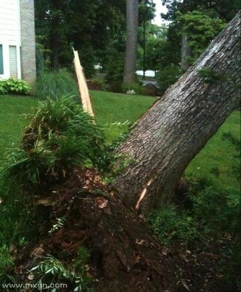 梦见大风树倒房毁，这预示着什么不祥之事？