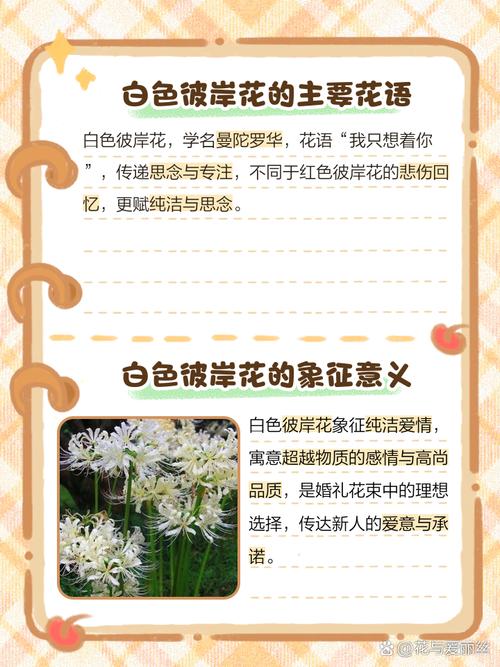 白色彼岸花的花语究竟代表着什么深层的寓意呢？