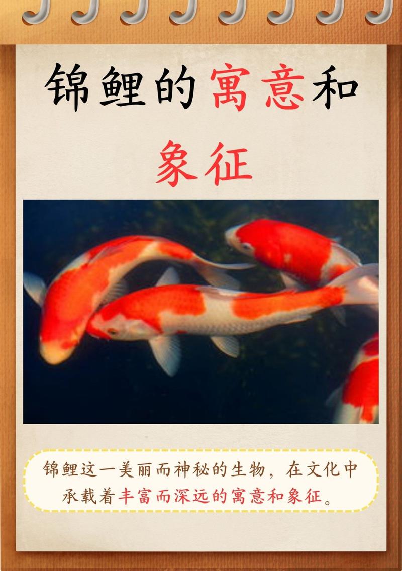 鱼在中国象征着什么它背后蕴含着怎样的寓意和精神？