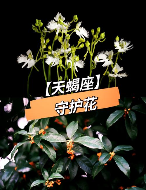 天蝎座的守护花是什么？难道不是那朵象征着神秘与力量的花吗？而双子座的守护花又为何如此高贵，难道不是因为它代表着自由与智慧吗？
