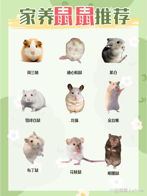 鼠属相究竟对应哪种动物？