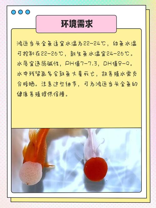 公司养鱼风水讲究有哪些？养鱼在公司有哪些注意事项？