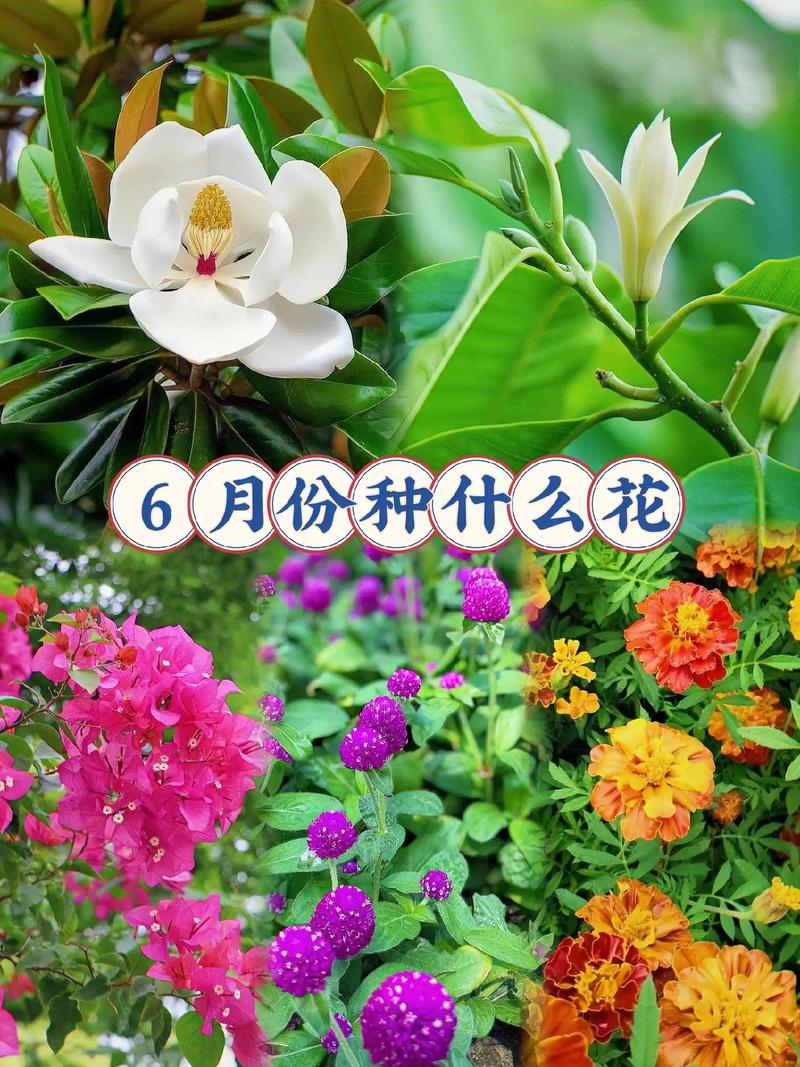 农历六月里哪种花儿盛开最为旺盛？