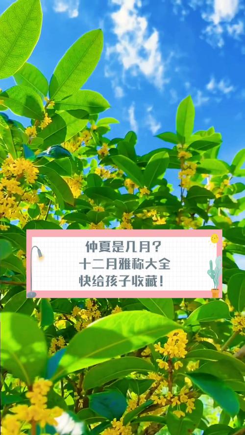 仲夏是哪个月哪一天？