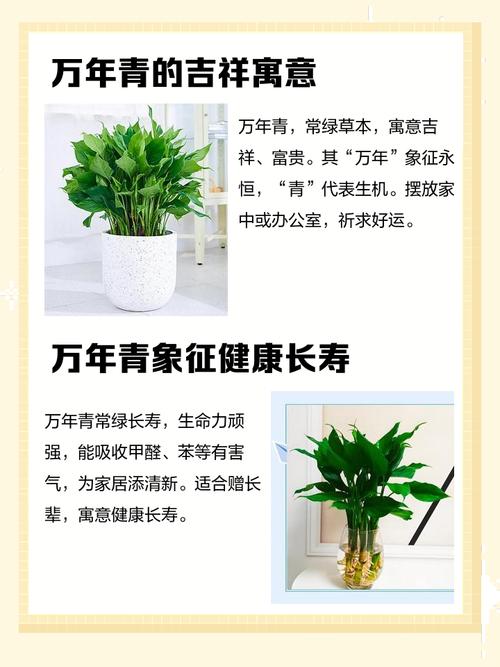 万年青风水寓意是什么？放在哪里最旺财有讲究吗？