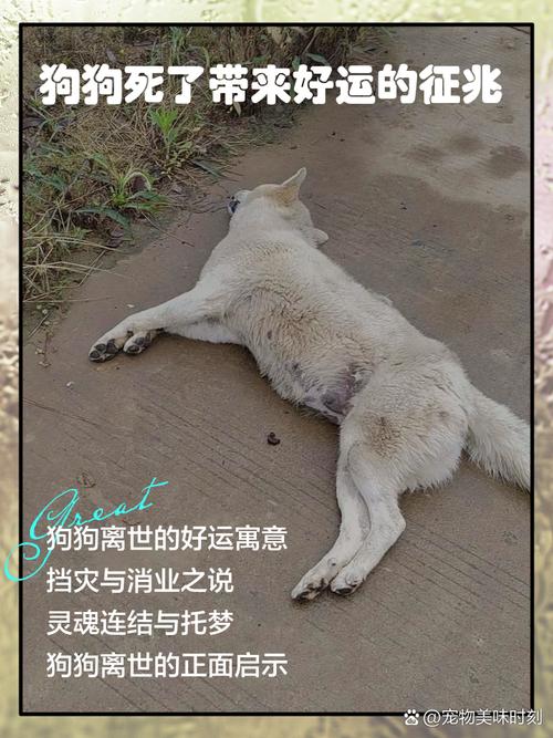 小狗失而复得预示着什么好运即将降临？