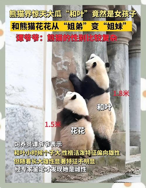 女人怀孕期间梦到熊猫，这算是胎梦吗？为什么熊猫梦会被认为是胎梦呢？