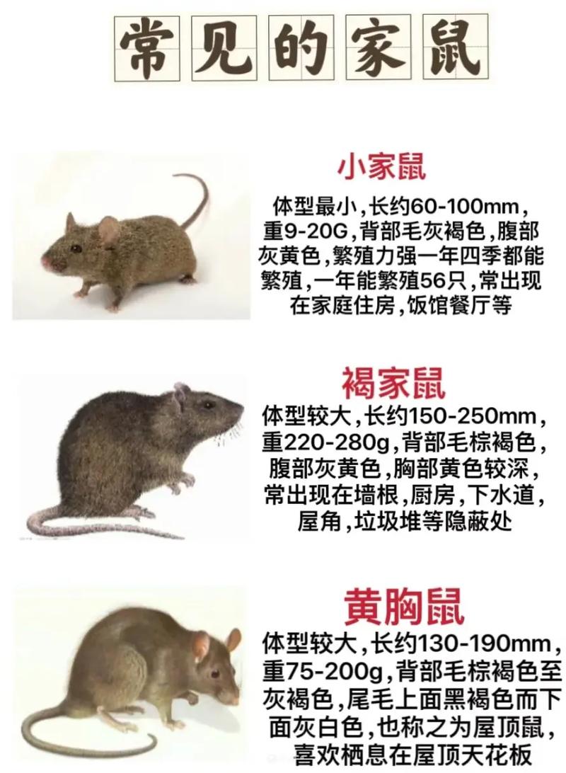 哪个生肖的动物蕞擅长败家，被称为蕞会败家的三大生肖之一？