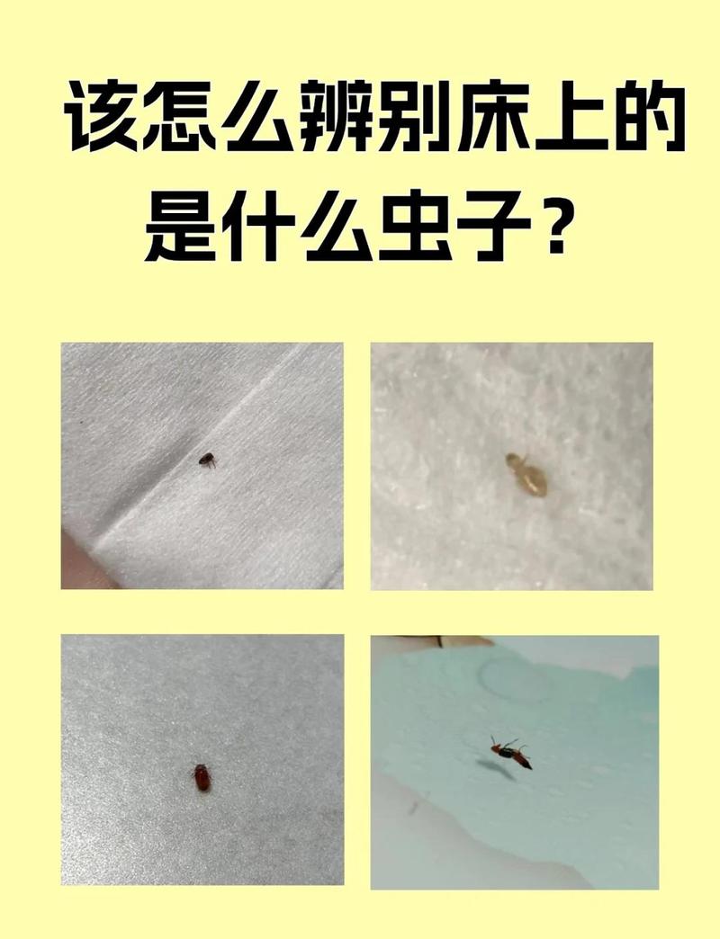 梦见床上成群虫子蠕动，这是不是预示着什么不祥之事？