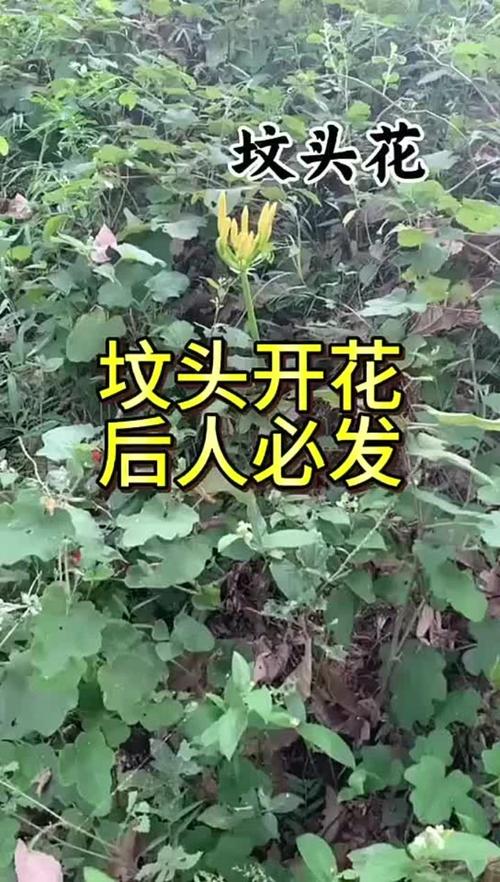 坟墓上突然开花是什么不祥的预兆？