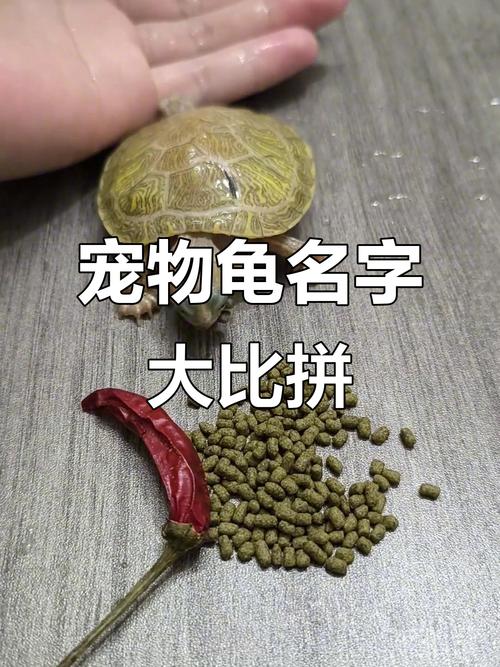 给乌龟起个萌萌的名字，有没有什么三个字的建议呢？