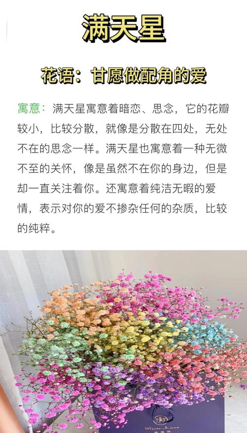 满天星的花语和寓意究竟是什么？
