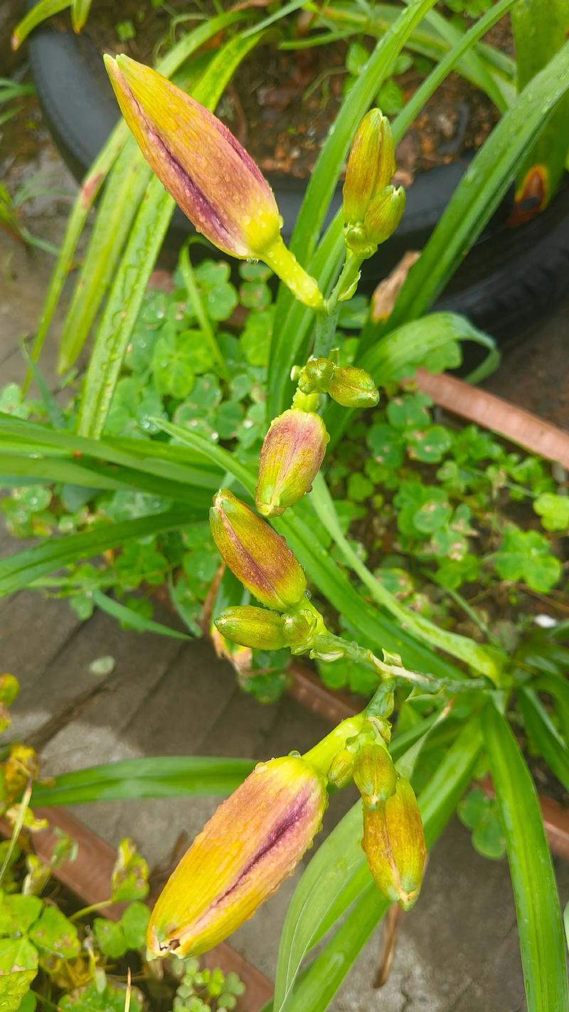 忘忧草象征着遗忘的爱，那么忘忧草代表遗忘的爱是什么含义呢？