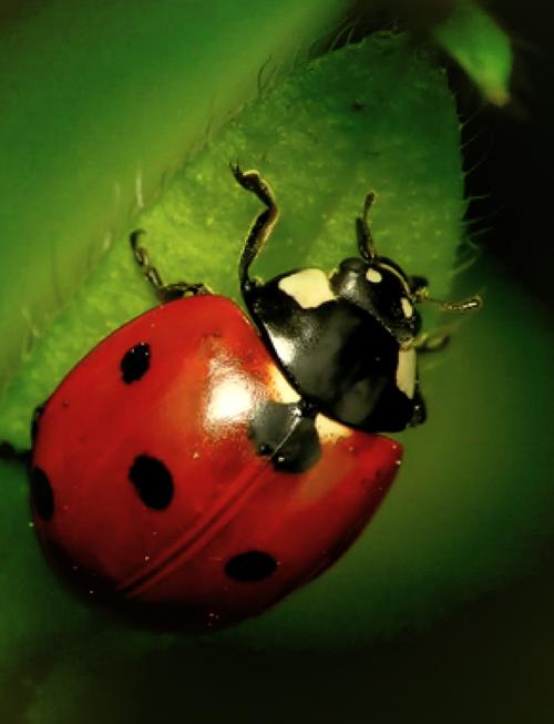 myladybirds玛丽莲梦露，这七星瓢虫的象征寓意，难道不是早已渗透进了中西方的文化中吗？