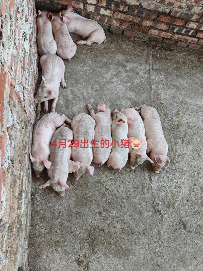 猪宝宝在哪些月份出生会遭遇生命苦难？