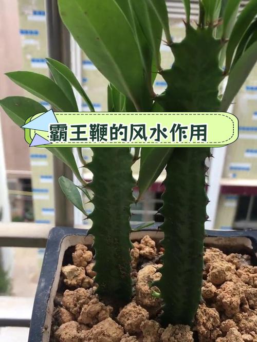 霸王鞭适合摆放在客厅的哪个位置？推荐哪些植物也适合客厅摆放？