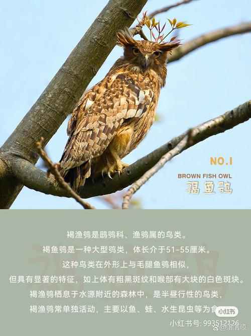 给猫头鹰取个洋气霸气的名字，能叫什么好呢？