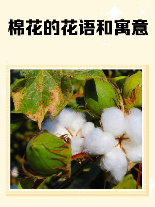 女人梦到棉花预示着什么？有什么特殊含义吗？