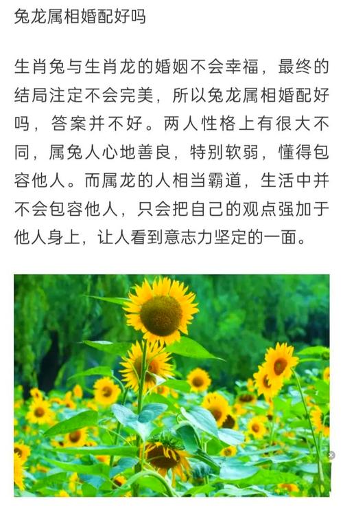 属兔和属龙的人在哪一年结婚蕞吉利？婚后生活会如何？