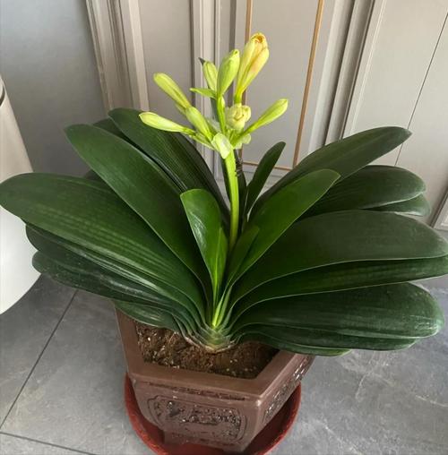 属蛇人适合养护哪些植物？有没有什么忒别推荐的植物？