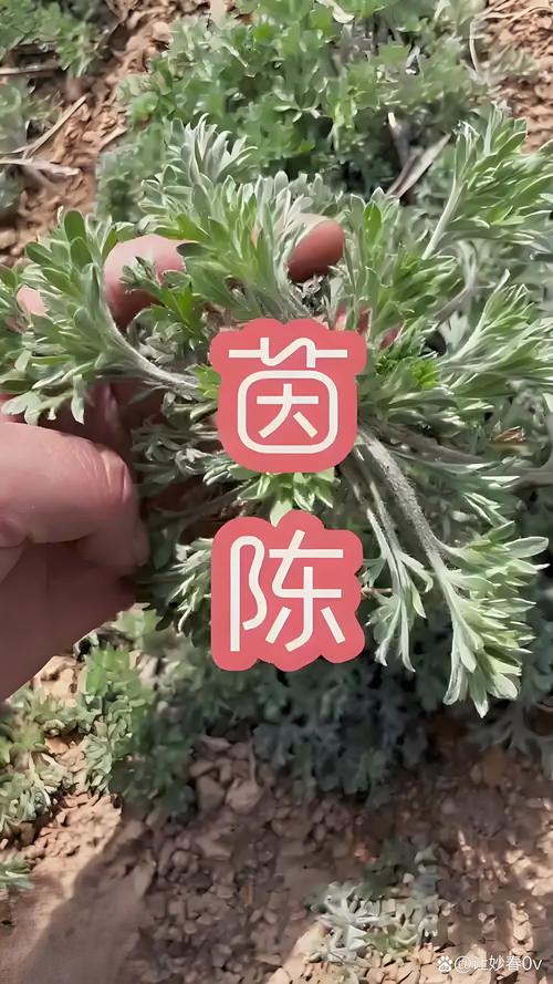 茵这种植物在五行中究竟归属于哪一行？