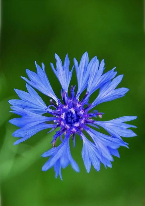 矢车菊是哪个星座的守护花，它的花语又是什么？