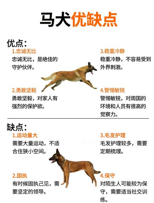 犬马之劳指的是哪个生肖动物，其尾巴特别长？
