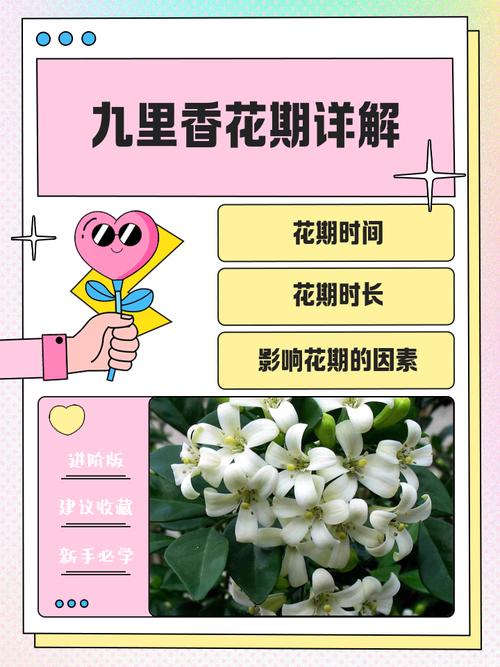 九里香的花语和寓意分别是什么？