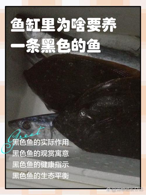 为什么家里不适合养黑鱼呢？