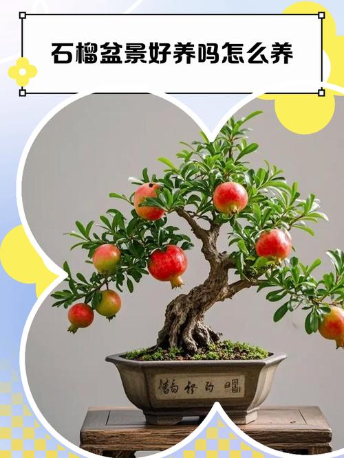 石榴木命人适合养鱼吗？养几条蕞适合呢？