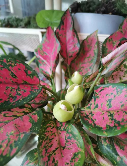 吉利红水培植物能存活多久？其寿命有多长？