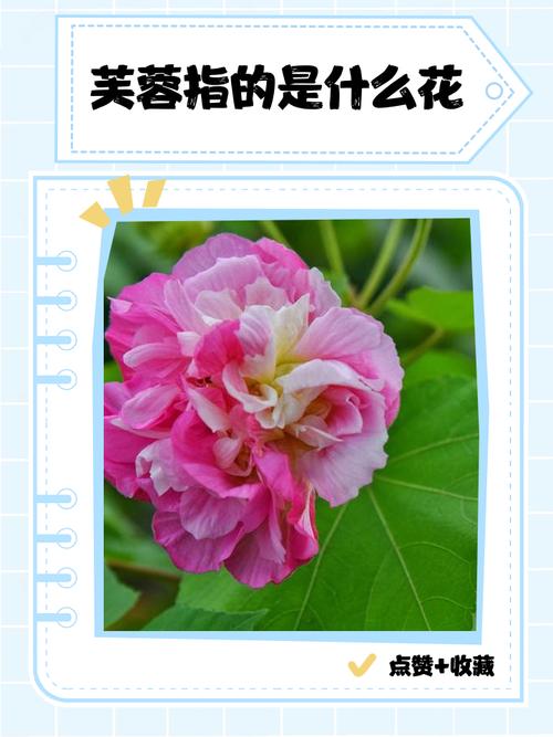 楚辞中提到的‘芙蓉’究竟是指哪种花？