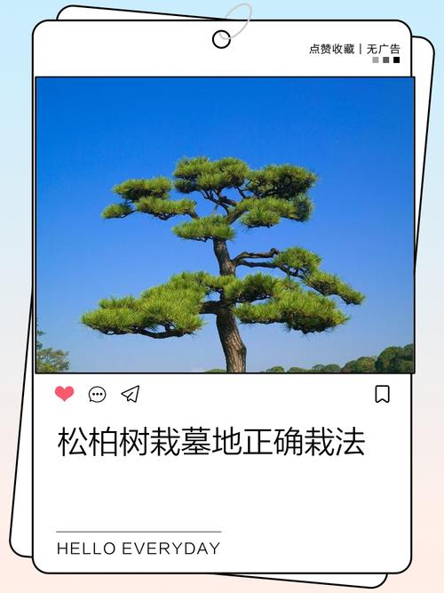 坟上种植龙柏是否适宜，以及柏树种植的最佳位置在哪里？
