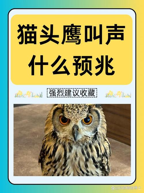 家附近猫头鹰叫声频繁，这究竟预示着什么好事或征兆呢？