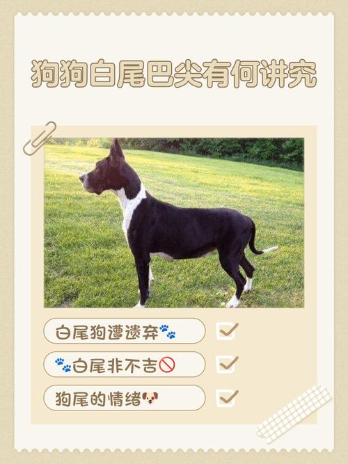 梦见白色的狗究竟预示着什么含义？周公解梦中的白色狗有何特殊象征？