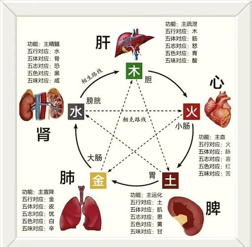 五行属性具体指的是什么它们在中医和哲学中有什么含义和作用？