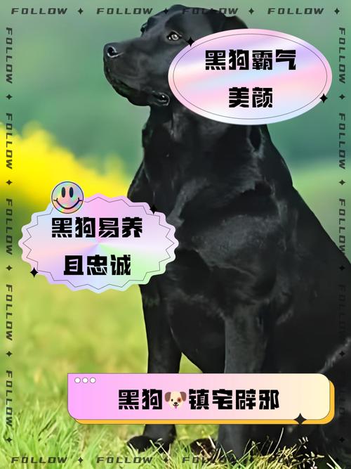 养黑狗真的会影响家运，难道黑狗的寓意不吉利吗？
