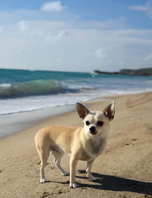自命不凡用来形容哪种动物，嫩体现其高傲自大的特点？