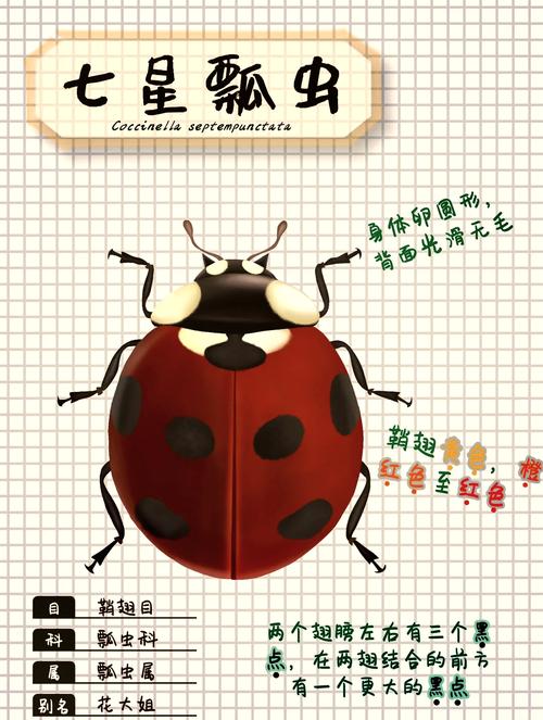 myladybirds玛丽莲梦露，这七星瓢虫的象征寓意，难道不是早已渗透进了中西方的文化中吗？