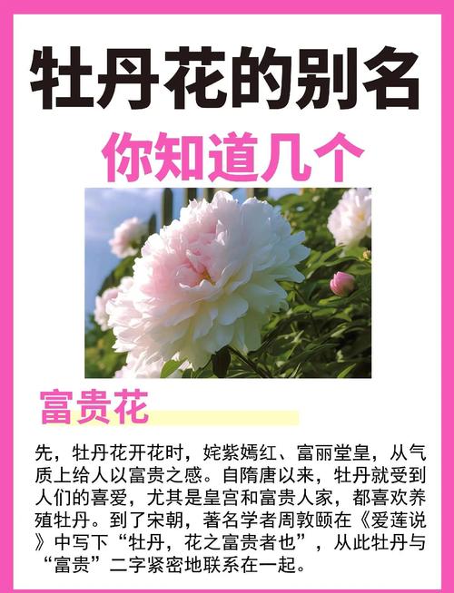 牡丹花寓意和花语分别是什么？